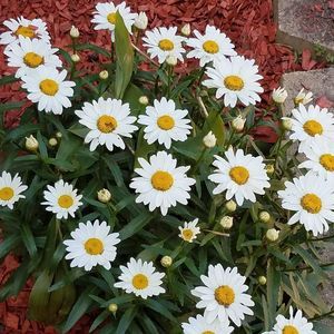 Meet your Posher, Lynn